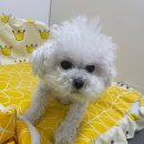 멍그니엘 애견호텔 경기광주점 이미지