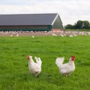 복지농장 이미지