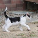 뽀시래기 이미지