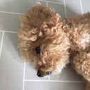 초콜릿종합동물병원 이미지
