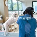 양산유캔애견미용학원 | 애견미용을 다시 배운다면? 대표원장 직강으로 실력을 완성하는 진해정애견미용학원 재교육반