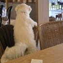 뚱강아지 | [경기광주/내돈내산] 서울근교 강아지 동반 대형 카페 투힐스 방문 후기!