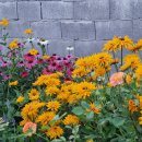 루드베키아 이미지