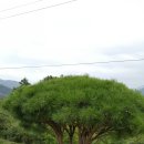 마가목민박 이미지