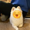 더블유지디덴탈랩 | 반려동물 인플루언서 가낳네키 f. 펫인플 단톡방