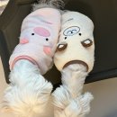 까칠이돼지 이미지