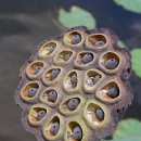 가나카센타 이미지