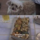 행복이네 | [제주/맛집] 나만 알고 싶은 심야 아지트 협재 애견동반 술집 행복이네