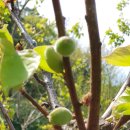 만재농장 이미지