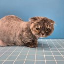 힐스 펫살롱 이미지