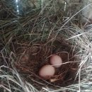 하루네 농장 이미지