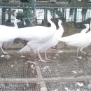 광주조류원 이미지