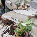 실내식물관리사 2급 자격증 과정 이미지