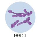 곰팡이 감염 (Fungal infection) 감염성 질환, 피부질환이란? 이미지