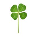 클로버푸드 이미지