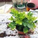 양지7리(양지@) 이미지