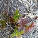 산야초영농조합 이미지