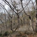 소위오리목 이미지