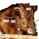 워낭 네이버블로그