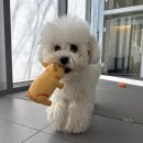 나인유치원 | 송파 애견유치원 개님살롱 내돈내산 후기