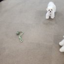 뽀뽀애견 이미지