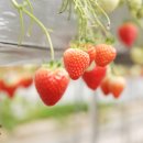 혜숙농장 이미지