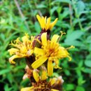 금파초교 이미지