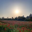 GS25태화강정원점 | 울산 태화강 국가정원 주차 양귀비 축제 작약 꽃밭 봄꽃구경