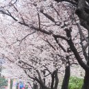좋은 글 용인 날씨 봄비 무료 이미지 사진 벚꽃 붉은머리오목눈이 왜가리 명자나무꽃 이미지