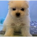 도그마루 강아지고양이 무료분양 이미지