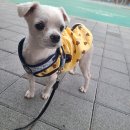 멍뭉이 이발소 | 강한인테리어md지원's 픽 - 강아지실내복 예쁘고 편한 강아지수면조끼 '라숑이네' / 소형견부터 대형견...