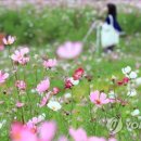코스모스정수기 연합뉴스