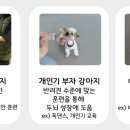 선샤인 반려견 유치원 네이버블로그