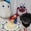 바이올독 푸드 이미지