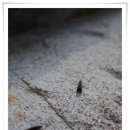 山川에서 이미지