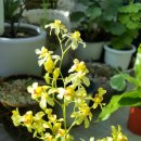 환타지아 이미지