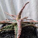 수원-0943 이미지