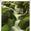 계곡의아침 이미지