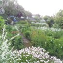 노을과포도향기 이미지