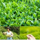한바위골 다원 | 명인의 손길로 덖어 만든 프리미엄 수제차