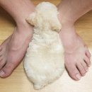스마일플러스동물병원