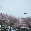 즐거운 | 제주도 택시투어 가격 즐거운 제주 스타리아 렌트 후기