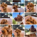 똥꼬발랄 | [수원 스타필드] 8층 강아지놀이터 후기🐶 까부리의 똥꼬발랄 나들이