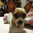 뭐먹냥? 이미지