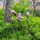 김해봉황초등학교 이미지