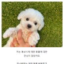 도그마루 강아지고양이 안산점 이미지