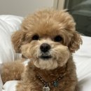 햇빛유치원 | 대구 중구 애견유치원 강아지 호텔 모여라댕댕 이용후기