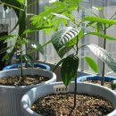 일랑일랑 이미지