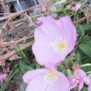 한국 국제행정사 이미지