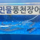 장어꼼장어나라